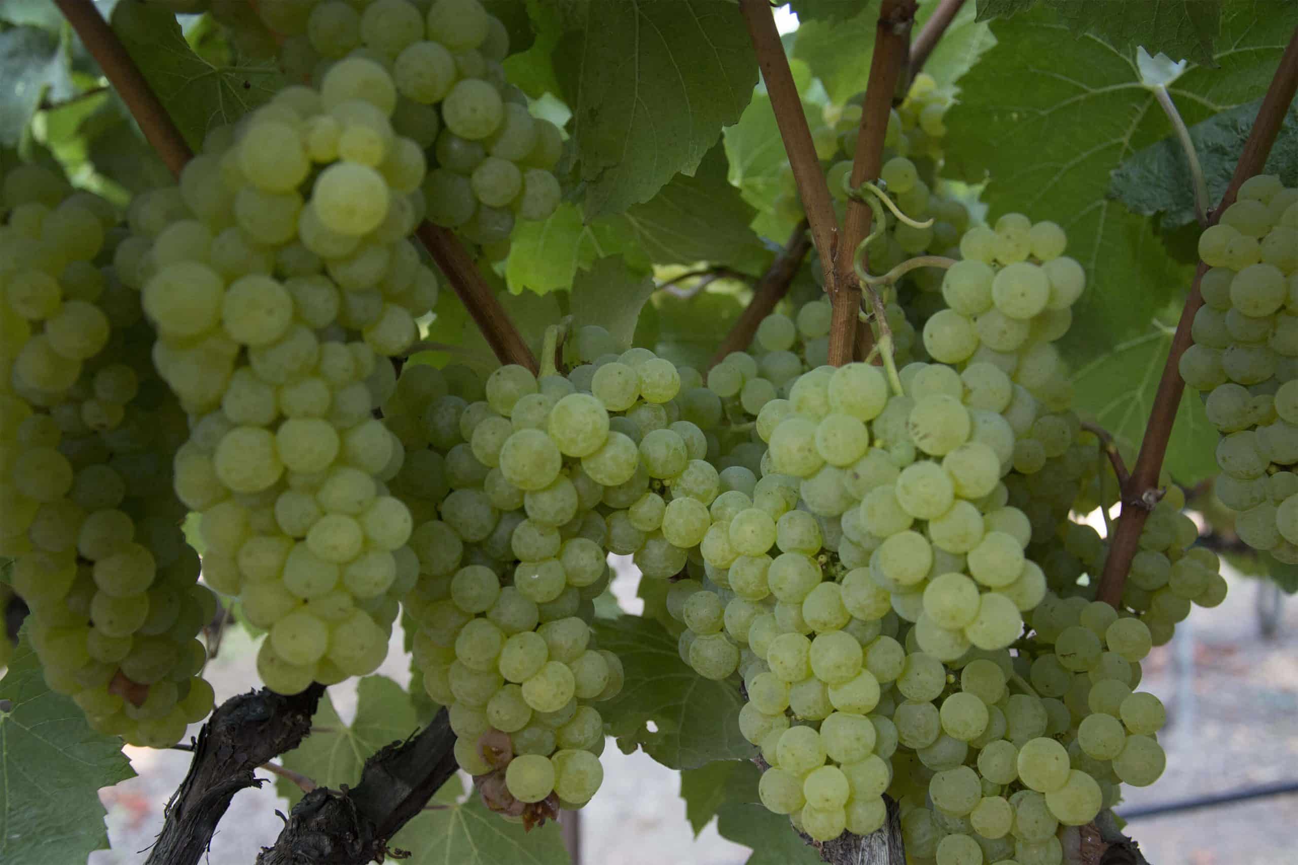 Raeburn Chardonnay Grape Clusters